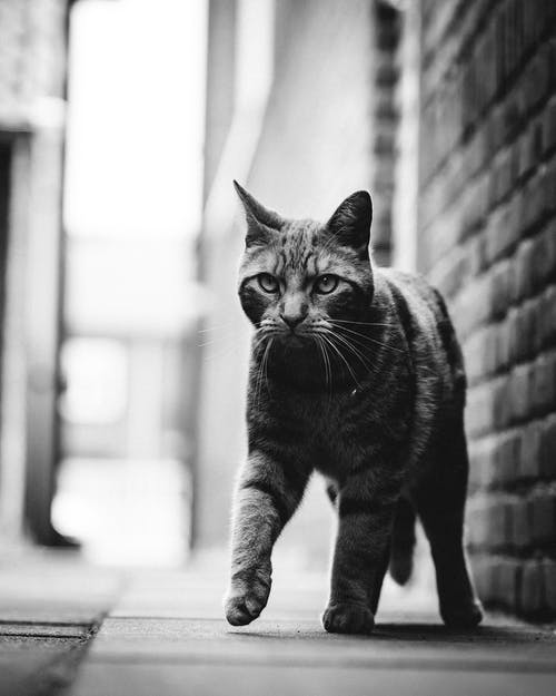 虎斑猫的单色照片 · 免费素材图片