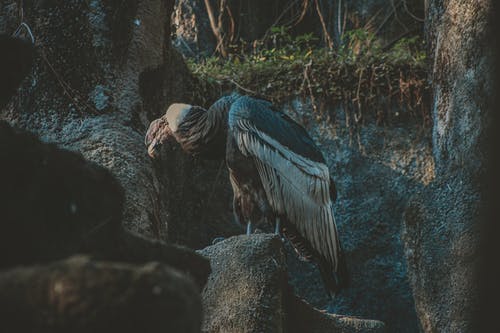 秃v栖息在岩石上的照片 · 免费素材图片