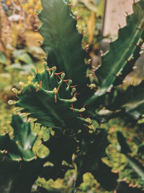 绿色植物 · 免费素材图片