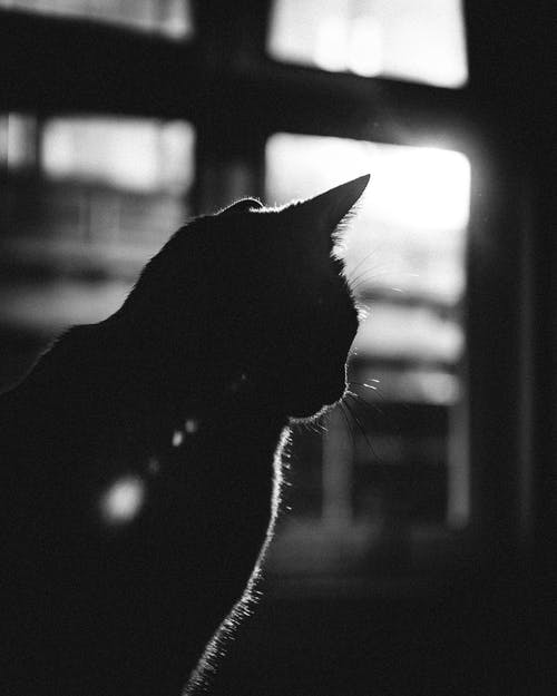 一只猫的灰度照片 · 免费素材图片