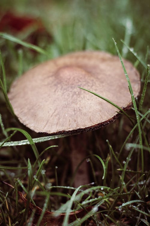 棕色蘑菇 · 免费素材图片