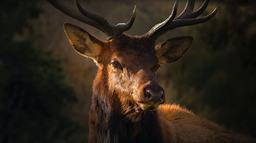 棕鹿的特写照片 · 免费素材图片