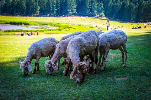 群羊白天吃草 · 免费素材图片