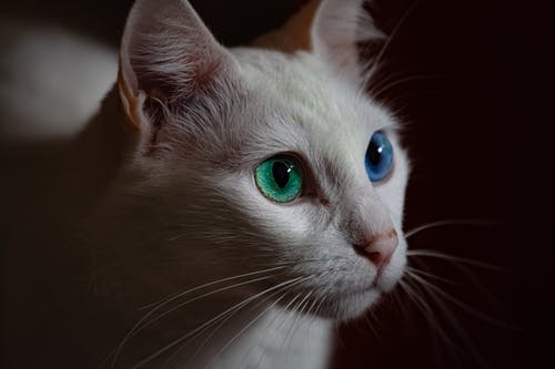 蓝色和绿色的眼睛的白猫的选择性焦点特写照片 · 免费素材图片