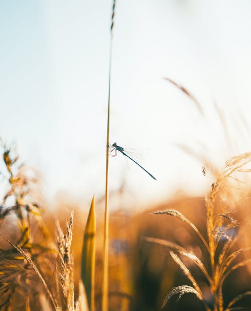 蜻蜓栖息在小麦上的选择性聚焦照片 · 免费素材图片