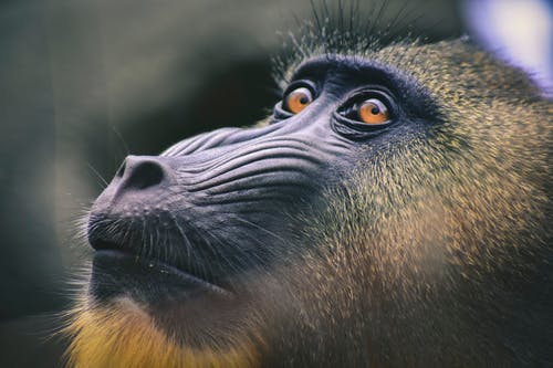 黑色和棕色狒狒特写摄影 · 免费素材图片