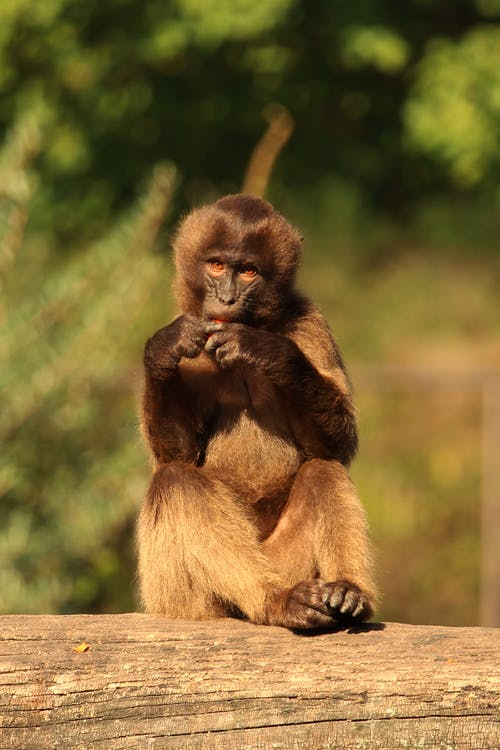 猴子坐在木头上的特写照片 · 免费素材图片