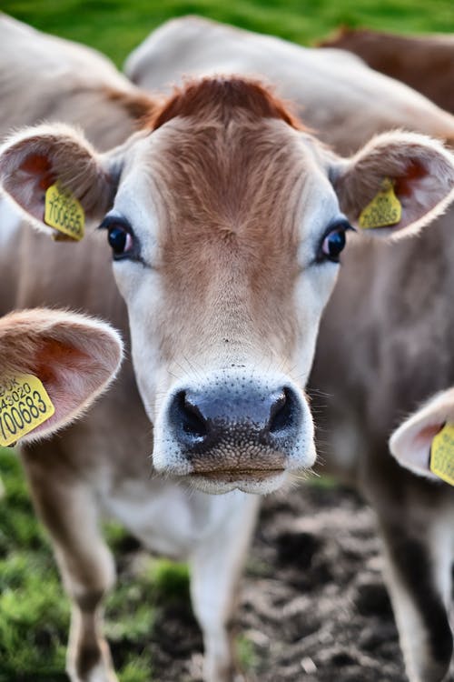 棕色牛的动物肖像 · 免费素材图片