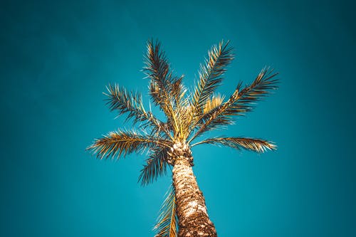椰子棕榈树的低角度照片 · 免费素材图片
