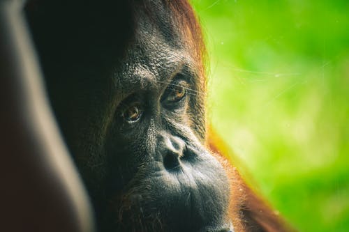猩猩在特写摄影 · 免费素材图片