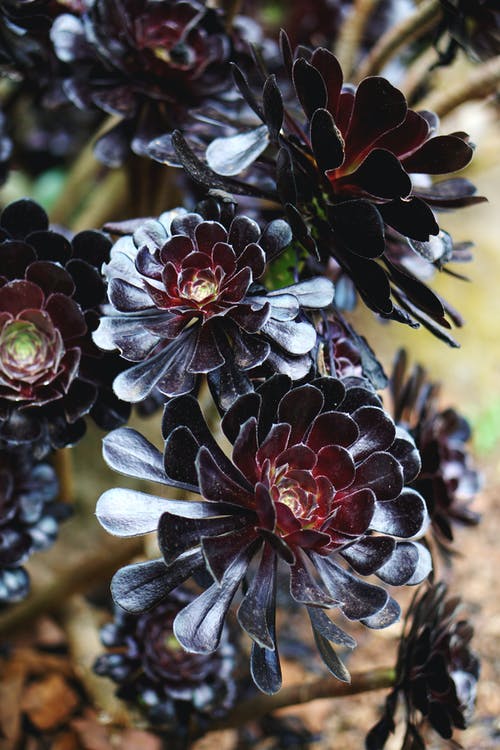 黑瓣花的特写照片 · 免费素材图片