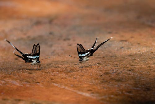 棕色表面上的两只蝴蝶 · 免费素材图片