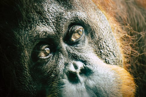 红毛猩猩的特写照片 · 免费素材图片