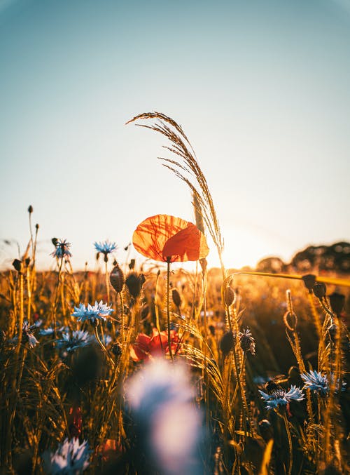 花的选择性聚焦照片 · 免费素材图片