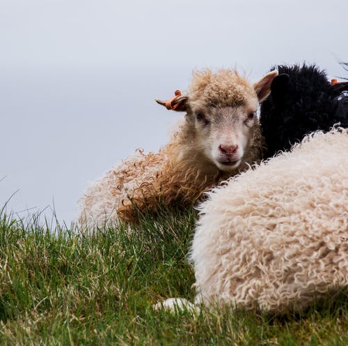 一只羊的照片 · 免费素材图片