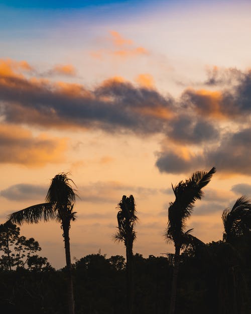 树木的剪影照片 · 免费素材图片