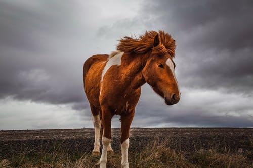 马在多云的天空下的草地上的照片 · 免费素材图片