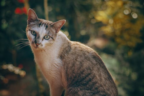 坐猫的选择性聚焦照片 · 免费素材图片