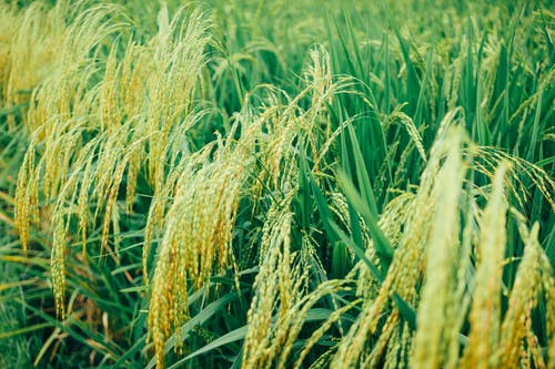 水稻平原的特写照片 · 免费素材图片