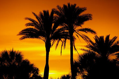 棕榈树的剪影照片 · 免费素材图片