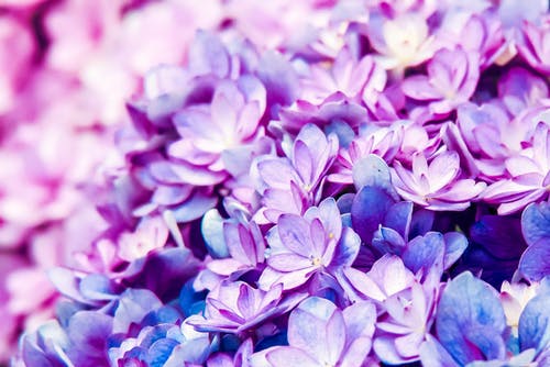 紫色的小花的特写照片 · 免费素材图片