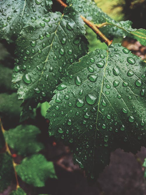 湿的绿叶的特写照片 · 免费素材图片