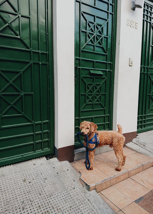 一只狗站在绿色的门附近的照片 · 免费素材图片