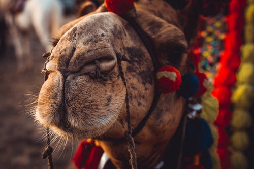 关闭棕色骆驼的照片 · 免费素材图片