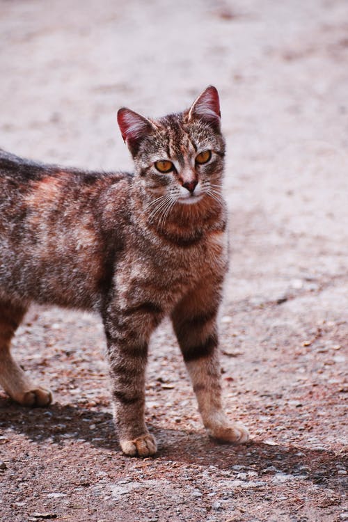 斑纹猫在人行道上的照片 · 免费素材图片