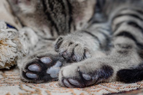 猫的爪子的特写照片 · 免费素材图片