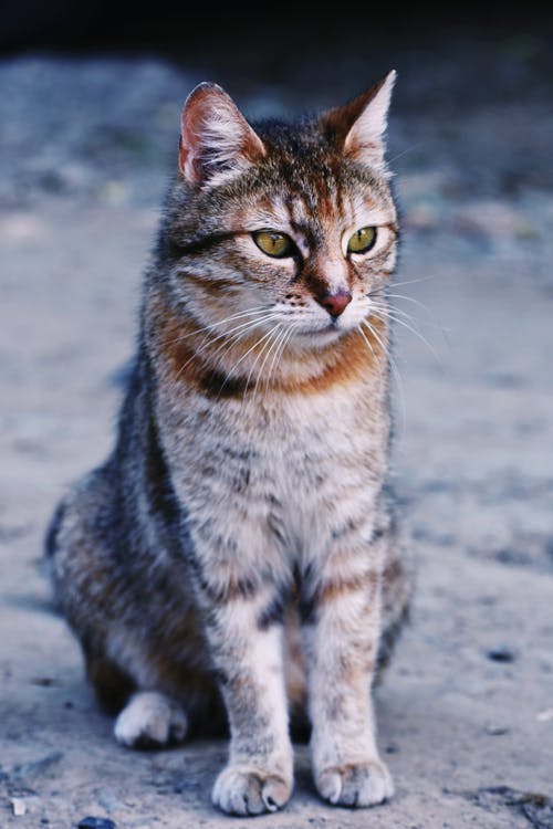 虎斑猫的照片 · 免费素材图片