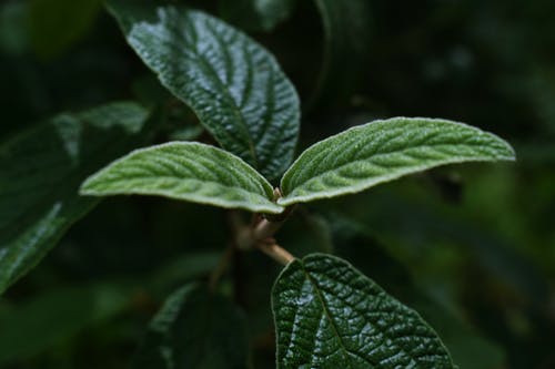 绿叶植物的特写照片 · 免费素材图片