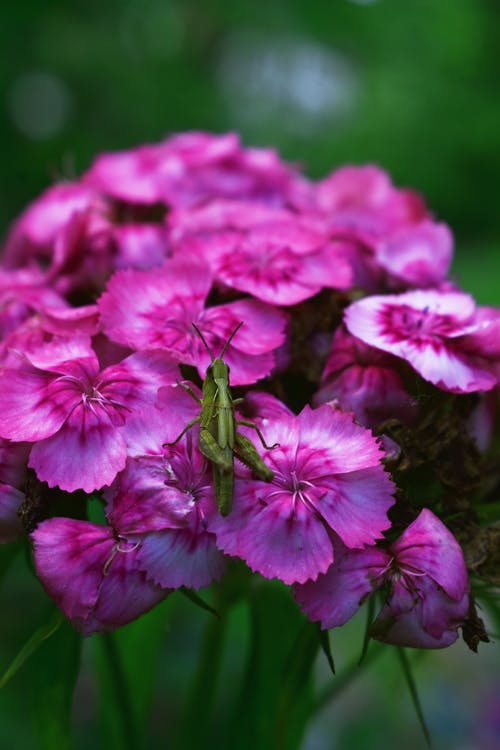 蚱focus在粉红色花瓣上的选择性聚焦照片 · 免费素材图片