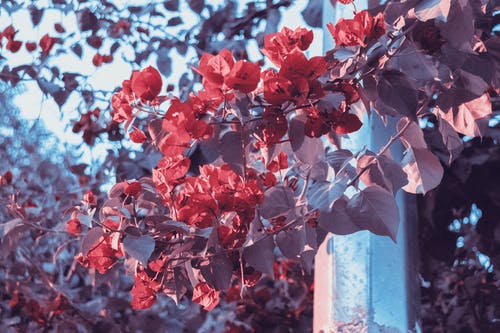 红色九重葛花的照片 · 免费素材图片