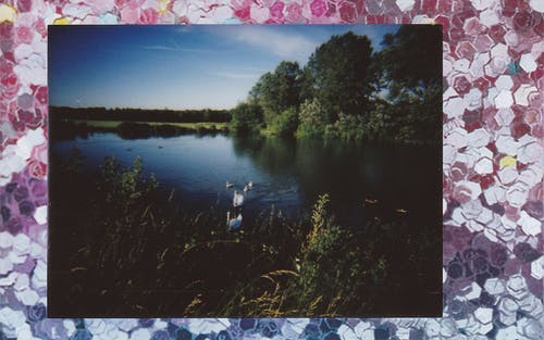 水体附近的树木照片 · 免费素材图片