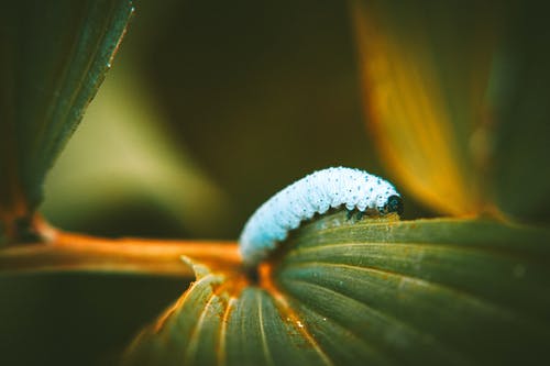 白毛毛虫 · 免费素材图片