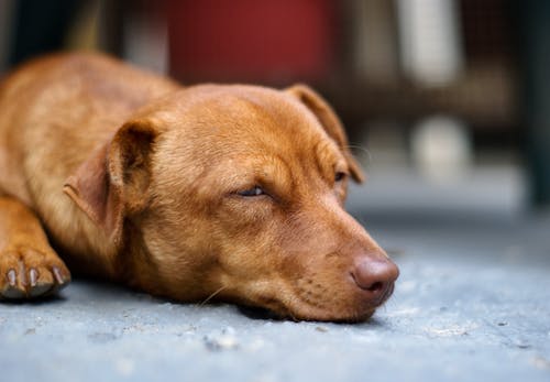狗休息的特写照片 · 免费素材图片