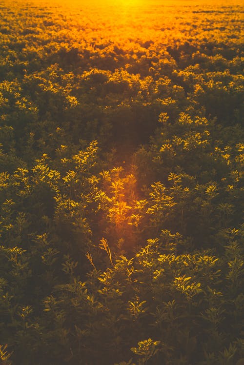 黄金时段树木鸟瞰图 · 免费素材图片