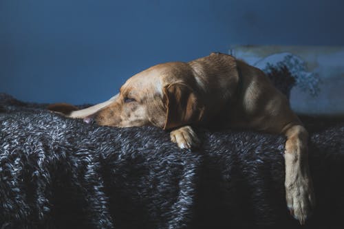 狗在床上的照片 · 免费素材图片
