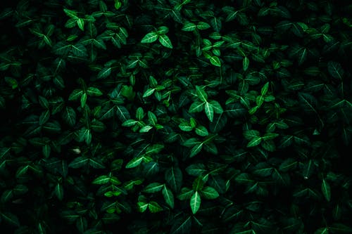 绿叶 · 免费素材图片