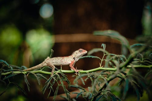 棕色蜥蜴在树枝上爬行 · 免费素材图片