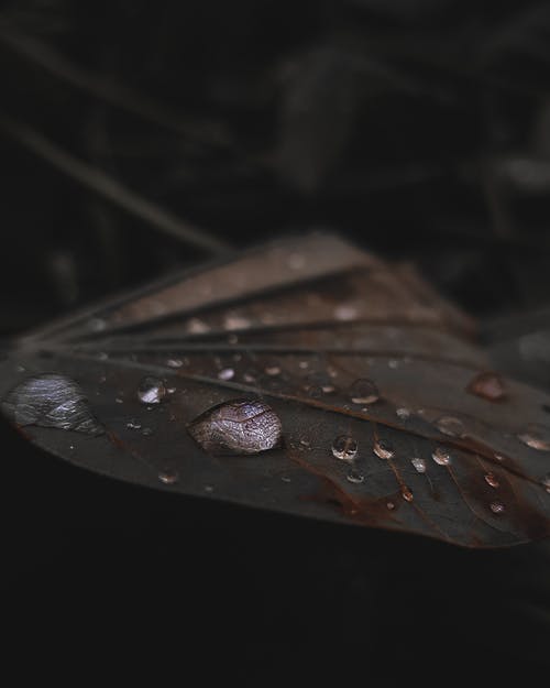 叶与液滴的特写照片 · 免费素材图片