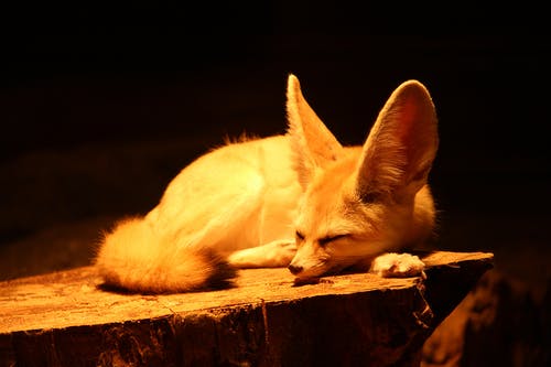 有关fennec狐狸, 公园, 养护的免费素材图片