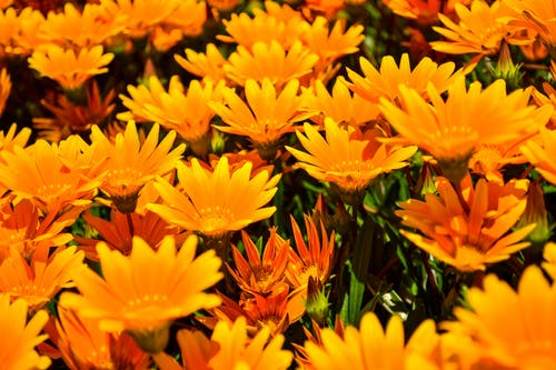 黄色非洲雏菊的特写照片 · 免费素材图片