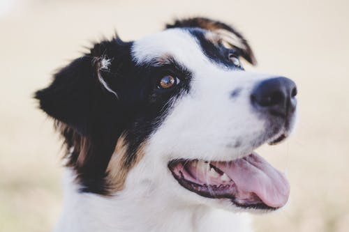 白色和黑色的狗头的选择性焦点特写照片 · 免费素材图片