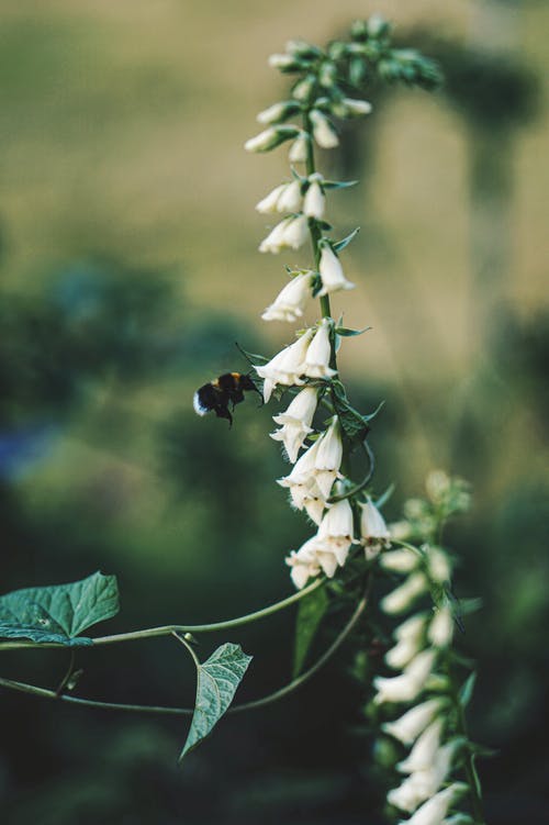 蜜蜂在白花附近的特写照片 · 免费素材图片