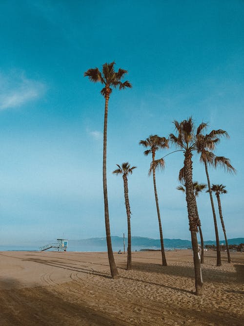 在蓝天下的海滩附近的绿色棕榈树 · 免费素材图片