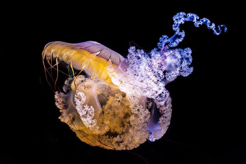水母照片 · 免费素材图片