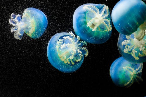 蓝水母的特写照片 · 免费素材图片