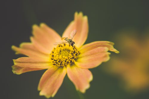 昆虫的宏观摄影栖息在花上 · 免费素材图片